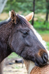 Close-up of a horse