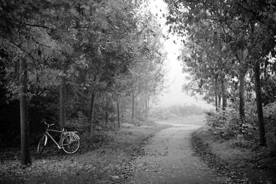 Bicycle lane road amidst trees