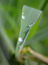 Close-up of leaves