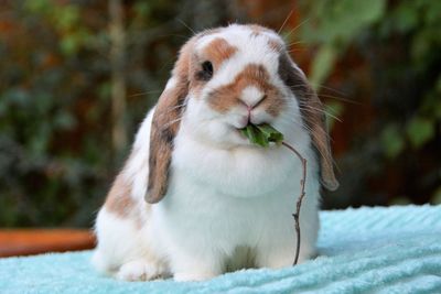 Close-up of a rabbit