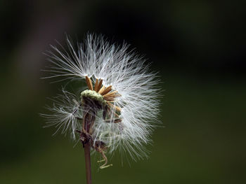 Close-up of dandelion flower