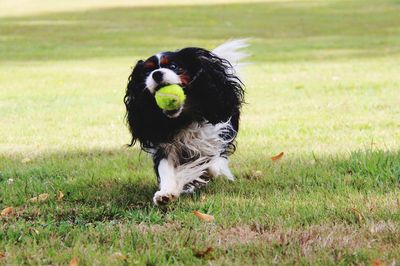 Cavalier king charles spaniel carrying ball in mouth while running on grass