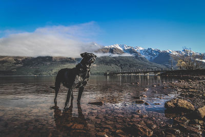 Dog on snow by lake against sky