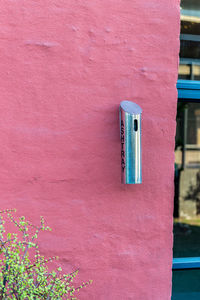 Close-up of pink flower on wall of building