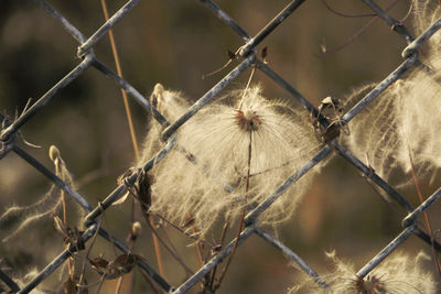 Close-up of barbed wire chainlink fence