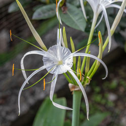 Close-up of white flowering plant