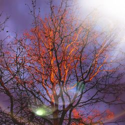 Low angle view of tree against sky during autumn
