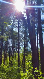 Sun shining through trees in forest