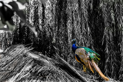 Close-up of peacock