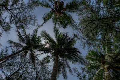 Low angle view of coconut palm trees against sky