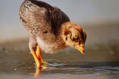 Close-up of bird drinking water