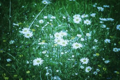 White flowers blooming in spring