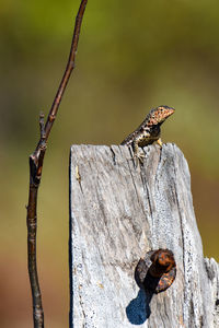 Close-up of insect on tree trunk