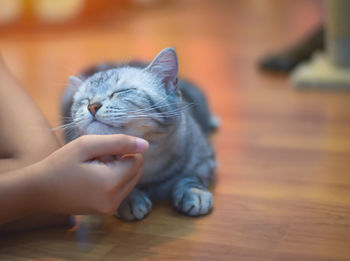 Cropped hands petting kitten on hardwood floor