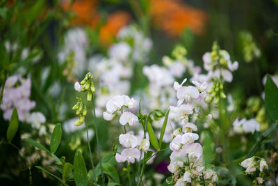 Close-up of white flowering plants on field