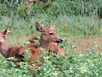 Deer in a forest