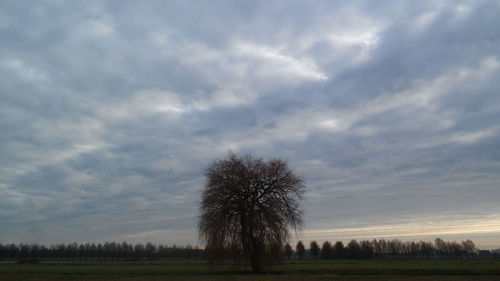 Trees on field against sky