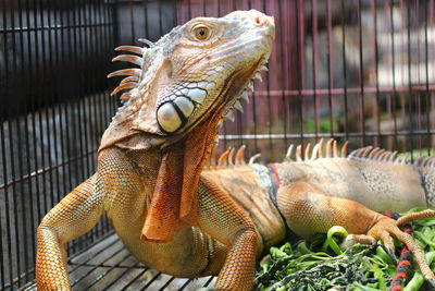 Close-up of lizard in cage