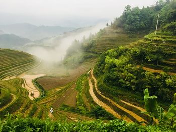 Scenic view of agricultural field