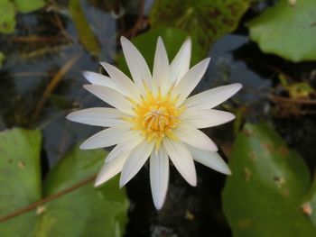 Close-up of white flower blooming outdoors