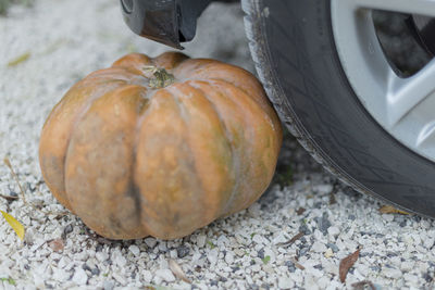 High angle view of pumpkins