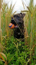 Outdoors on grassy field