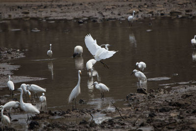 View of swans in lake