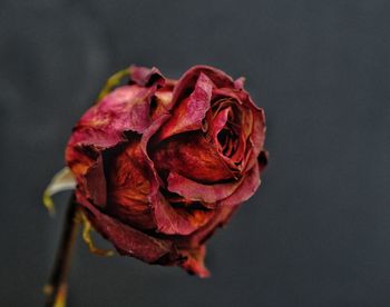 Close-up of red rose against black background