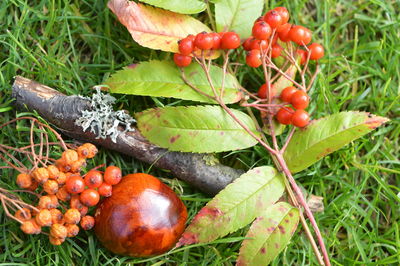 Close-up of berries growing on plant