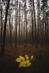 Trees in forest