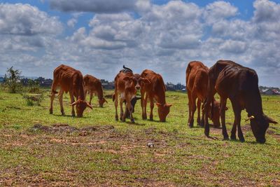 Calf's grazing, while all are down munching one decides to check the photographer.