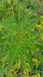 Close-up of plant growing on field