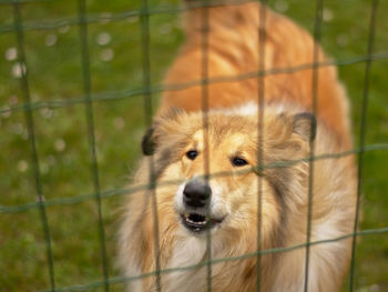 Close-up portrait of dog