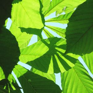 Close-up of green leaves