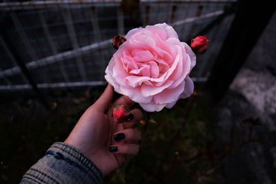 Close-up of hand holding pink rose