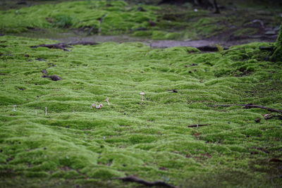 Scenic view of grassy field