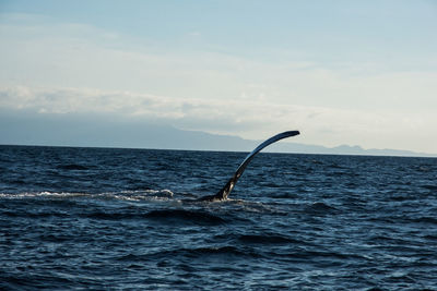 Humpback whale cavorting near islas marietas near bucerias bay, punta mita, mexico