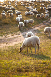 Flock of sheep on field