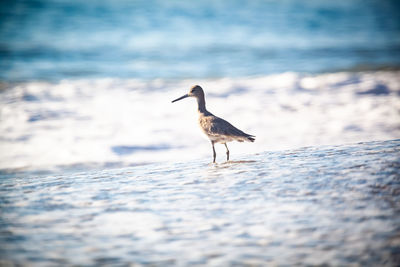 Bird perching on a beach