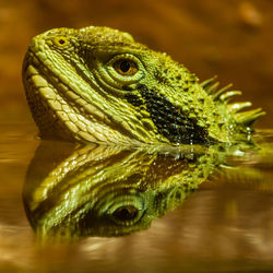 Close-up of lizard