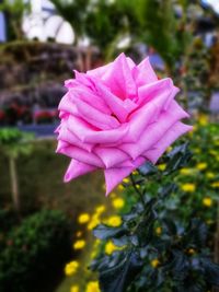 Close-up of pink rose