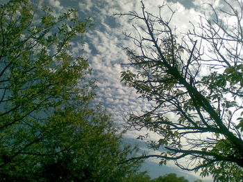 Low angle view of trees against cloudy sky