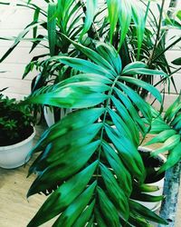 Close-up of potted plant