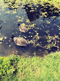 High angle view of bird in lake