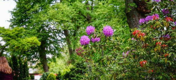 Pink flowering plants in garden