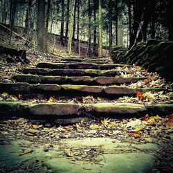 Trees in forest