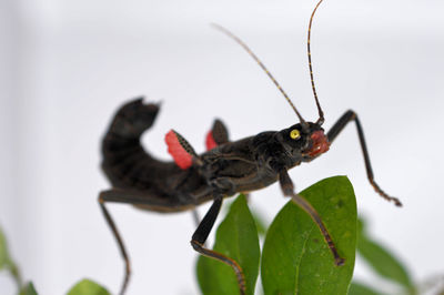 Close-up of insect on leaf