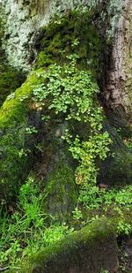 Moss growing on rock in forest