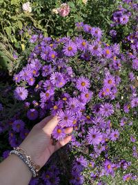 Cropped hand of woman picking flowers