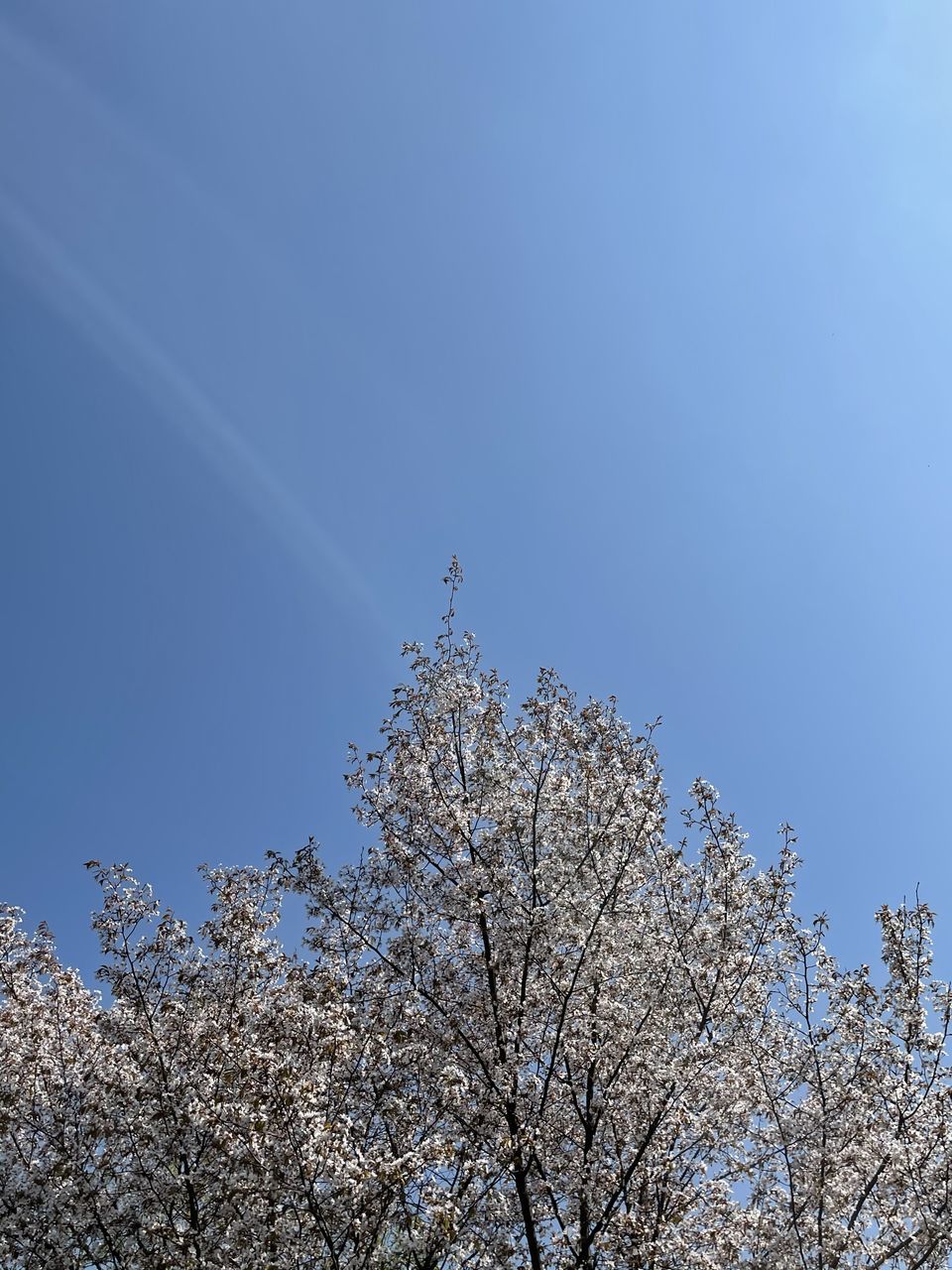 sky, tree, plant, nature, blue, flower, low angle view, beauty in nature, branch, growth, clear sky, no people, sunlight, frost, day, cloud, springtime, fragility, outdoors, tranquility, leaf, blossom, winter, freshness, scenics - nature, reflection, copy space, flowering plant